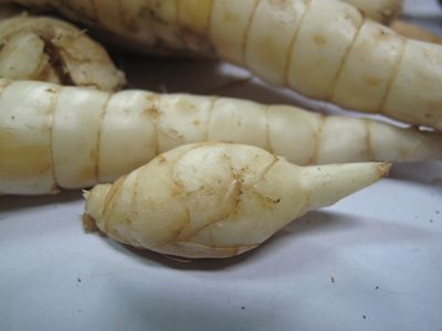 Everything You Need to Know About Arrowroot