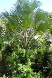 Market Manila - Amazing Buri Palms… - General