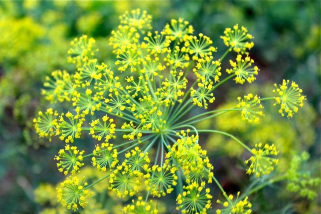 Market Manila - Farm Fresh Produce & Herbs at Malipayon Farms - Flowers